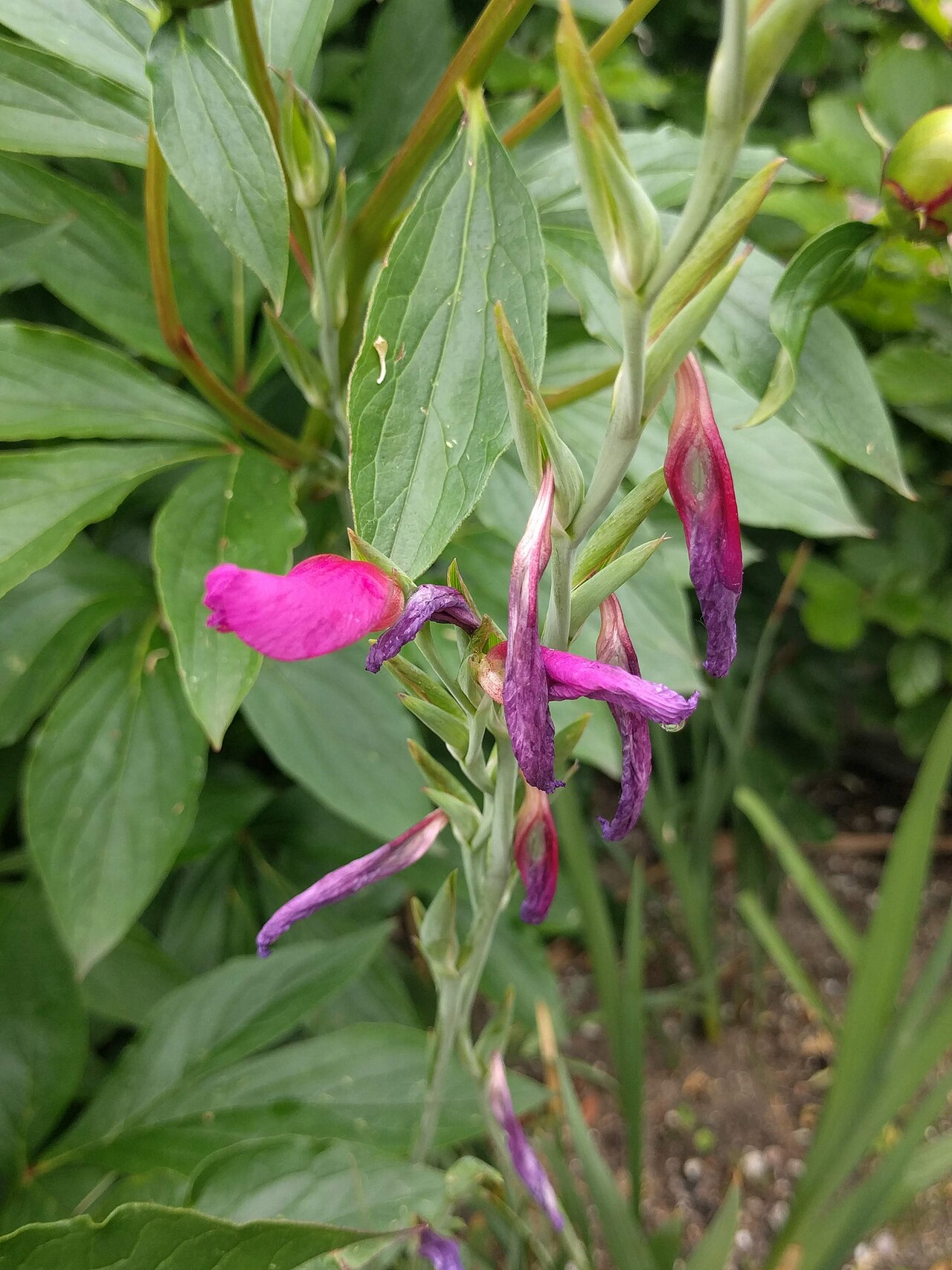 Cornflag: Hortus botanicus Leiden