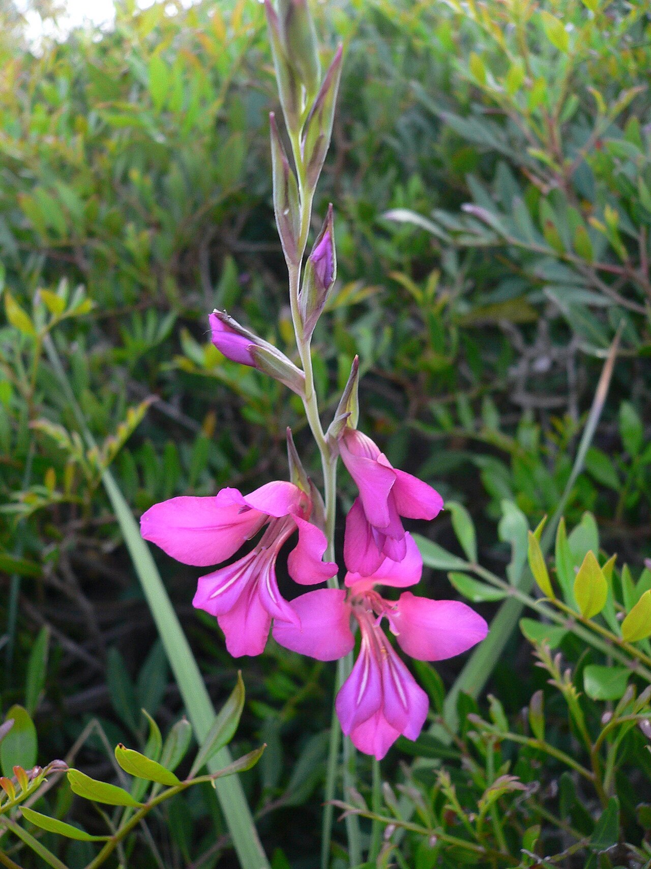 Cornflag: Fioritura di Gladiolus communis