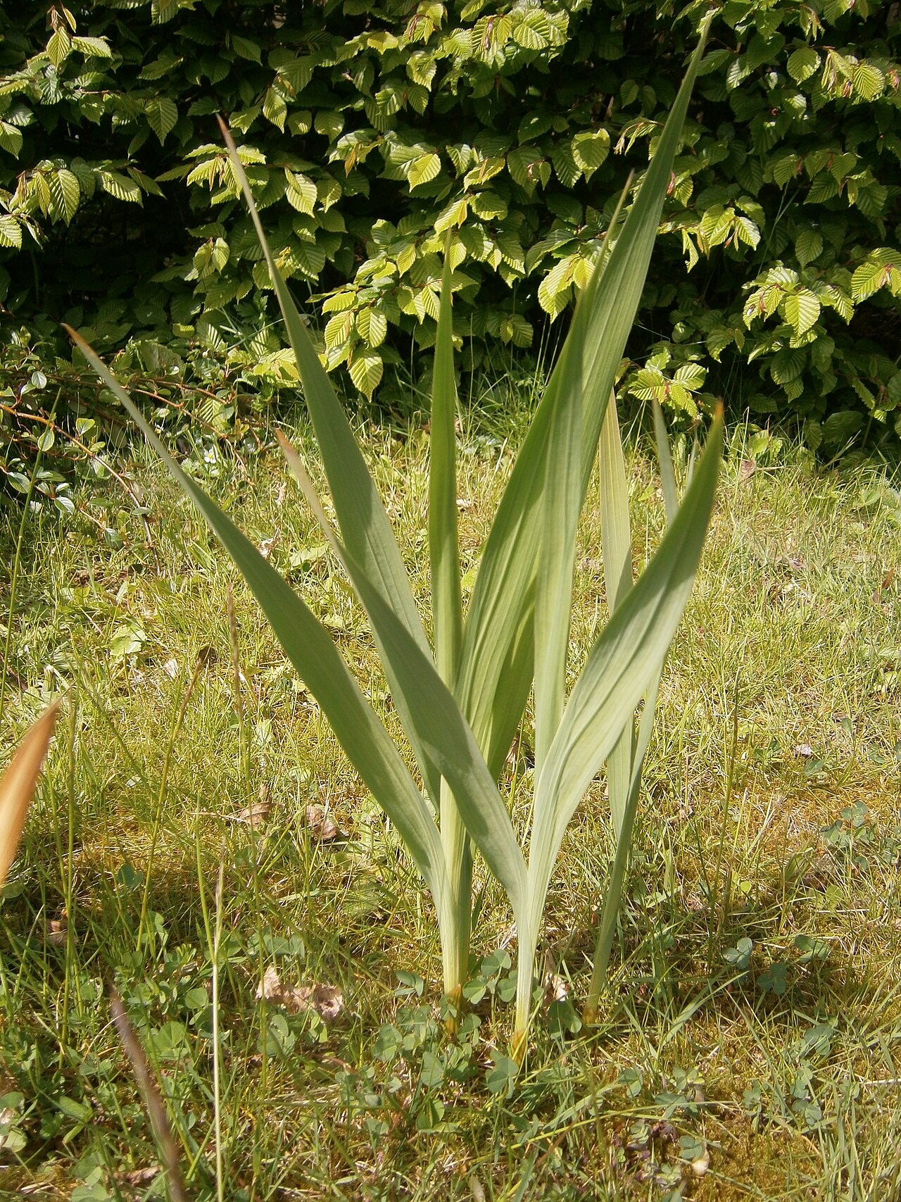 Cornflag: Gladiolus communis subsp. byzantinus leaf