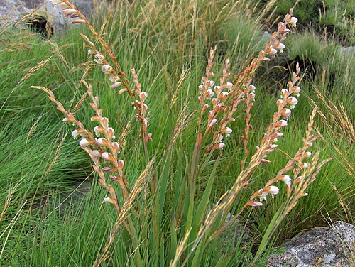 Thick-leaved gladiolus: A wild Gladiolus species on Mount Gorongosa (close to Gorongosa National Park) in Mozambique.