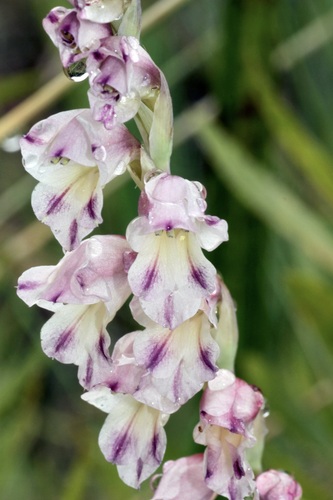 Thick-leaved gladiolus (Gladiolus crassifolius)