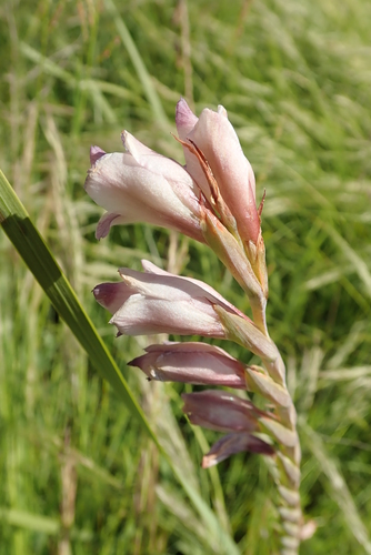 Thick-leaved gladiolus (Gladiolus crassifolius)