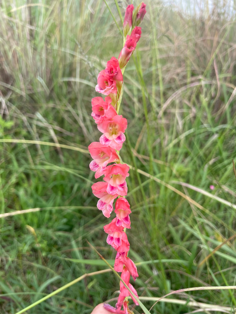 Thick-leaved gladiolus (Gladiolus crassifolius)