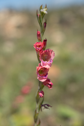 Thick-leaved gladiolus (Gladiolus crassifolius)