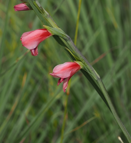 Thick-leaved gladiolus (Gladiolus crassifolius)