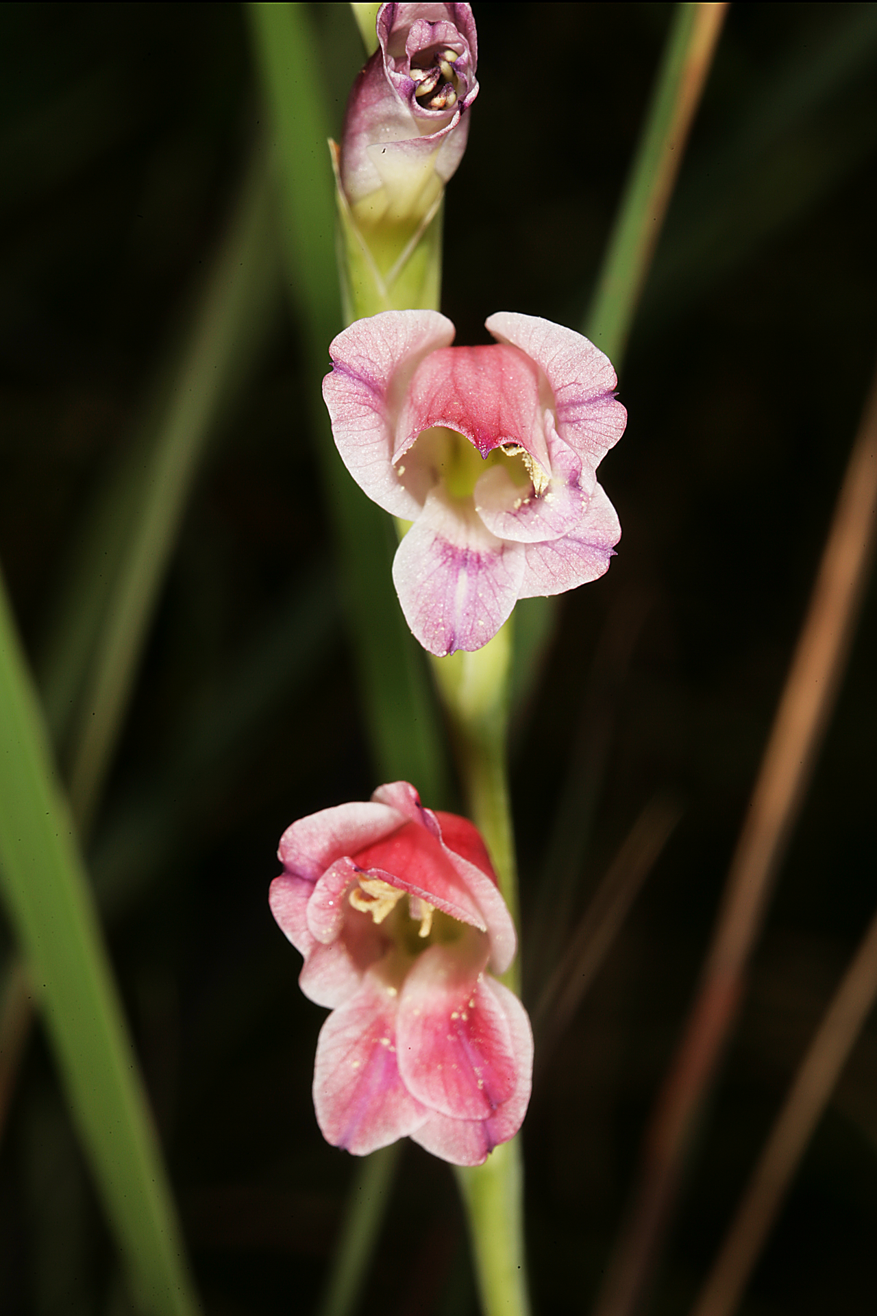 Thick-leaved gladiolus: Gladiolus crassifolius , flowers; Fairy Glen Nature Reserve, Pretoria, Gauteng, South Africa