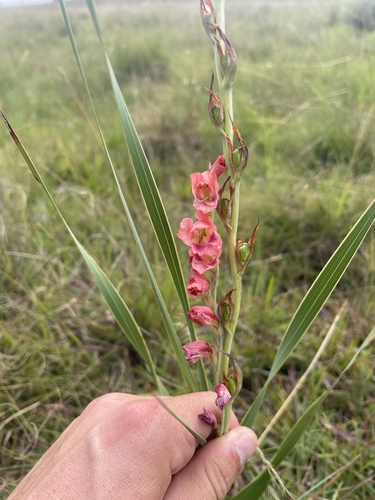 Thick-leaved gladiolus (Gladiolus crassifolius)