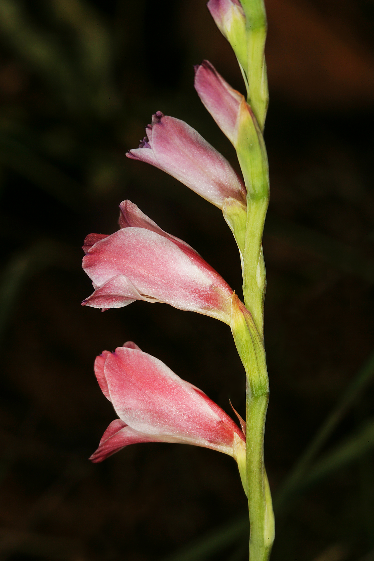 Thick-leaved gladiolus: Gladiolus crassifolius , flowers; Fairy Glen Nature Reserve, Pretoria, Gauteng, South Africa
