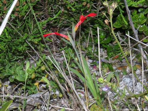 Gladiolus cunonius (Gladiolus cunonius)