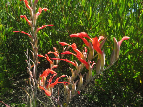 Gladiolus cunonius (Gladiolus cunonius)