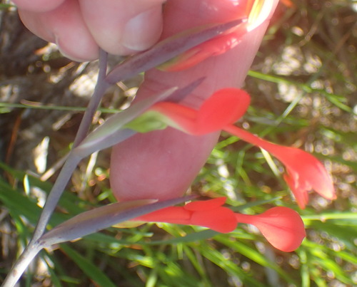 Gladiolus cunonius (Gladiolus cunonius)