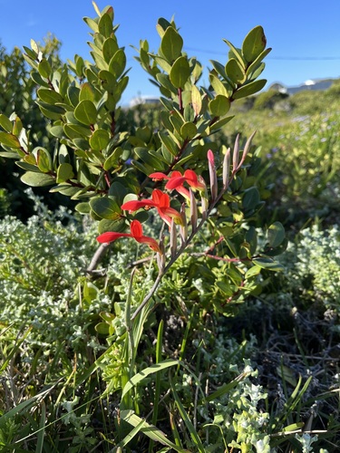 Gladiolus cunonius (Gladiolus cunonius)