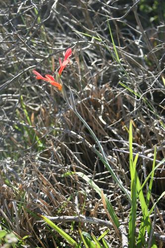 Gladiolus cunonius (Gladiolus cunonius)