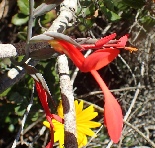 Gladiolus cunonius (Gladiolus cunonius)