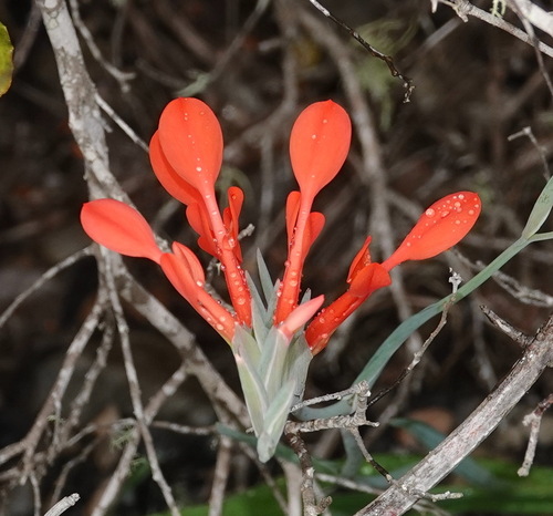 Gladiolus cunonius (Gladiolus cunonius)