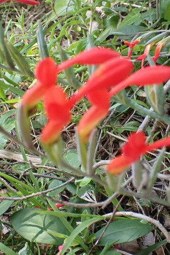 Gladiolus cunonius (Gladiolus cunonius)