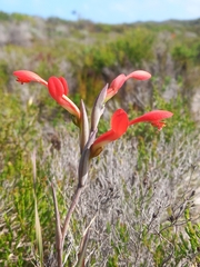 Gladiolus cunonius (Gladiolus cunonius)
