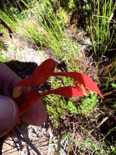 Gladiolus cunonius (Gladiolus cunonius)