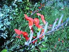 Gladiolus cunonius (Gladiolus cunonius)