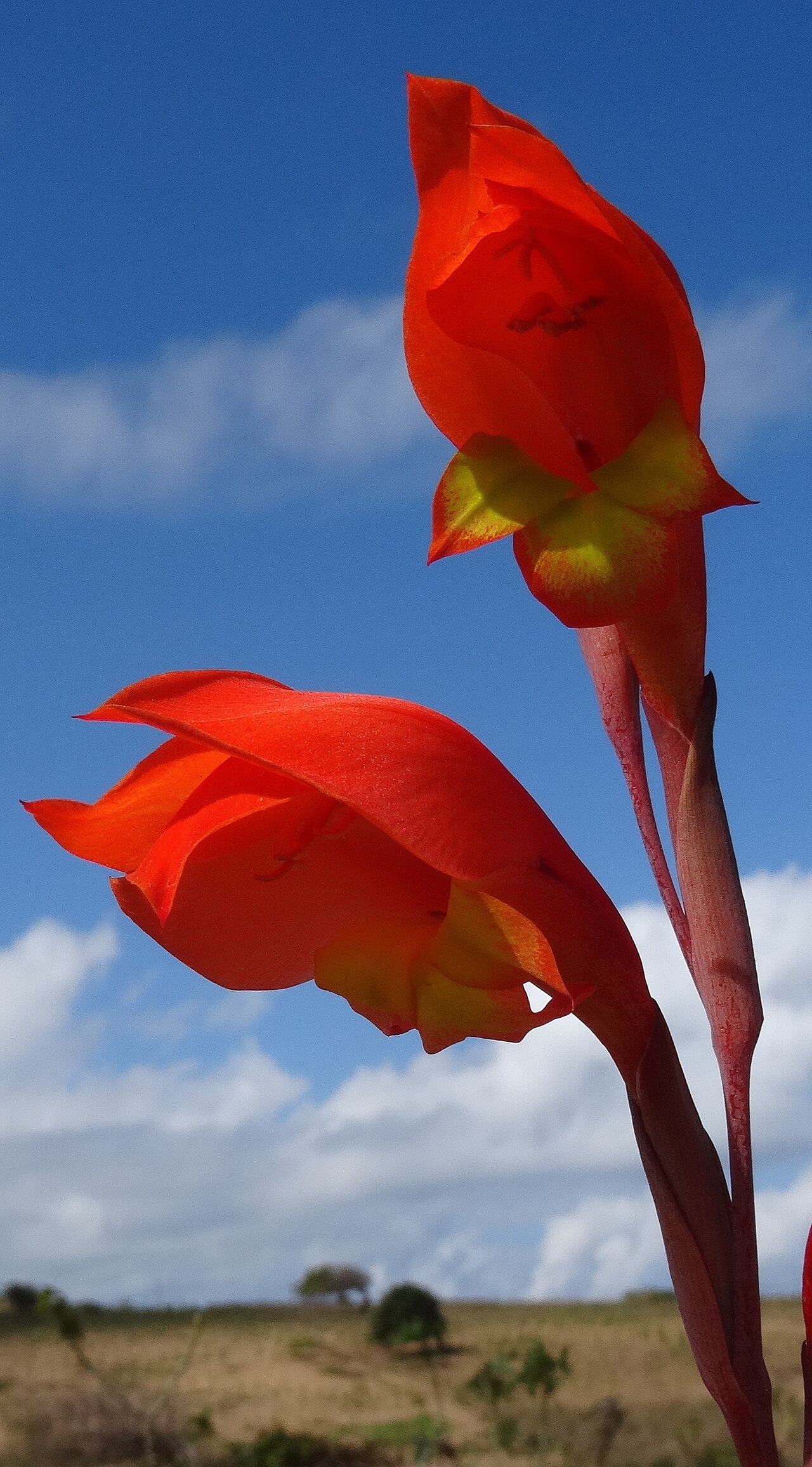 Cornflag: Wild in the dunes close to Xai-Xai, Southern Mozambique.