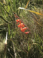 Cornflag (Gladiolus dalenii)