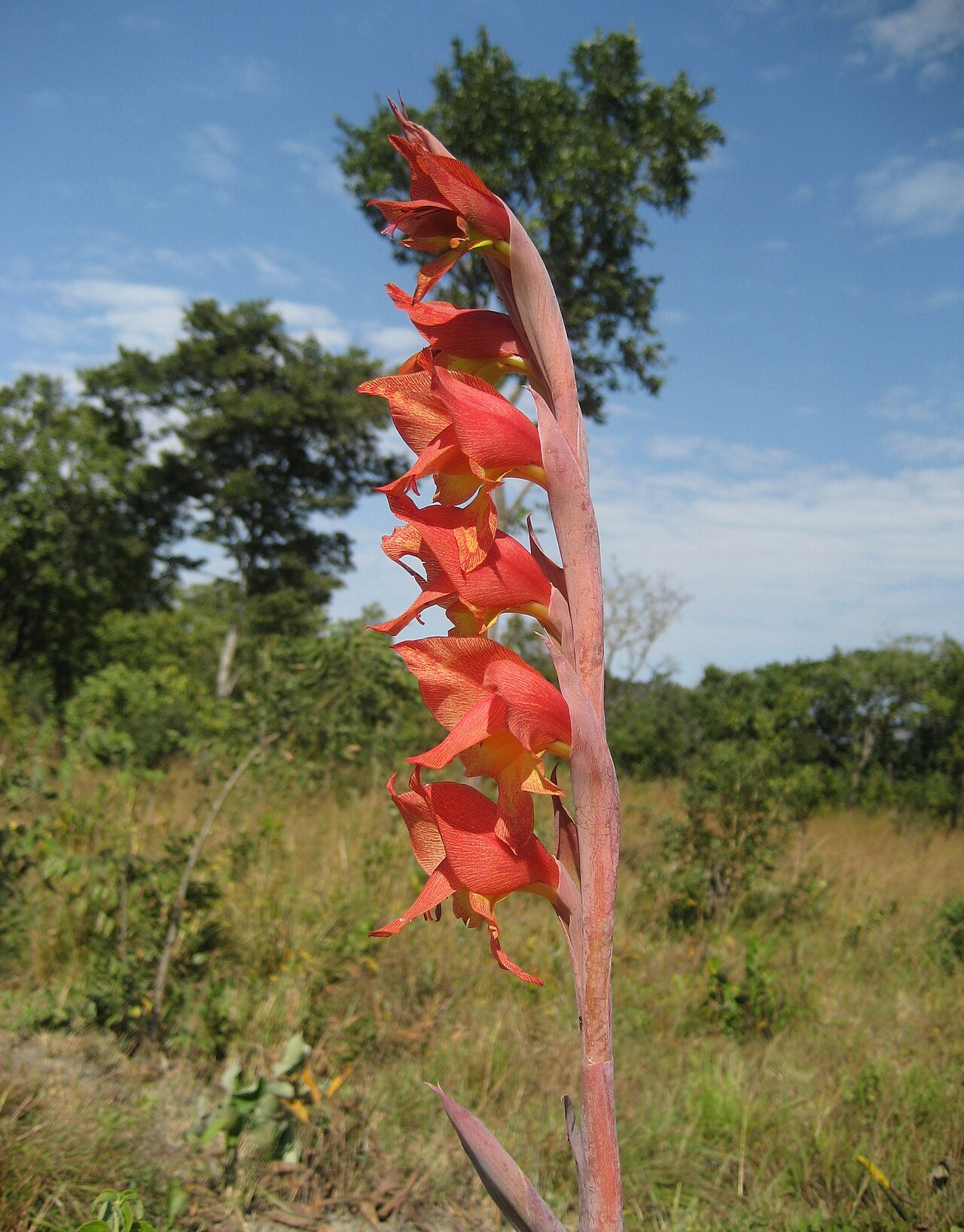 Cornflag: Gladiolus dalenii - Gurungue