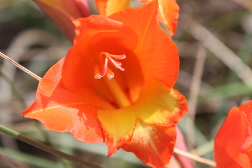 Cornflag (Gladiolus dalenii)