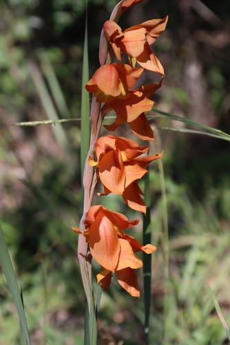 Cornflag (Gladiolus dalenii)