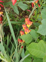 Cornflag (Gladiolus dalenii)