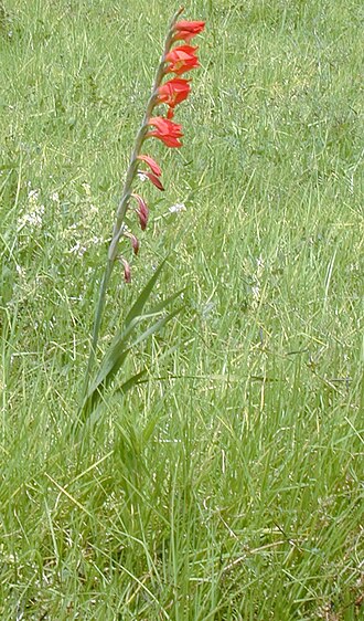 Cornflag: Gladiolus dalenii (flowers). Location: Maui, Kula