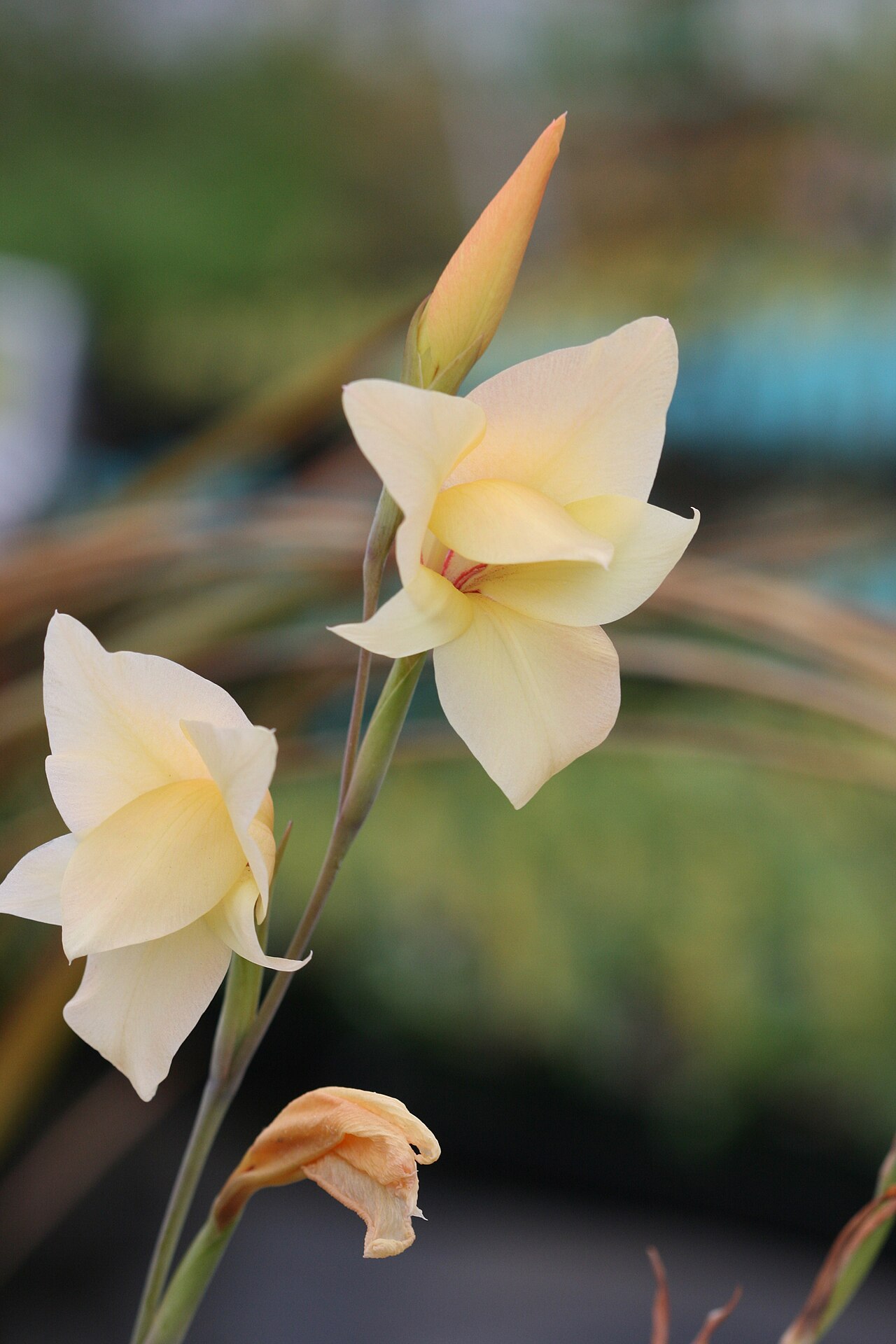 Cornflag: Gladiolus alatus