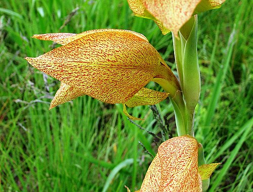 Cornflag: Gladiolus dalenii – They vary from limy green through dull browny shades to quite strong yellow spotted red, and grow wild among the long grasses.
