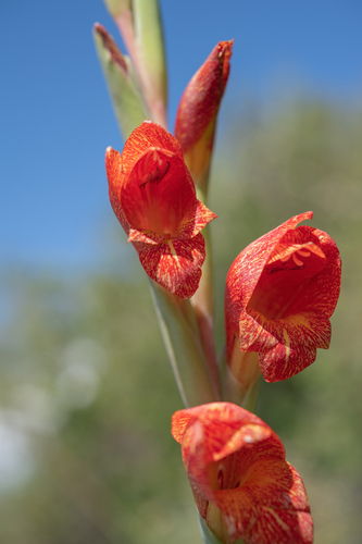 Cornflag (Gladiolus dalenii)