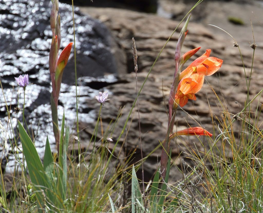 Cornflag (Gladiolus dalenii)