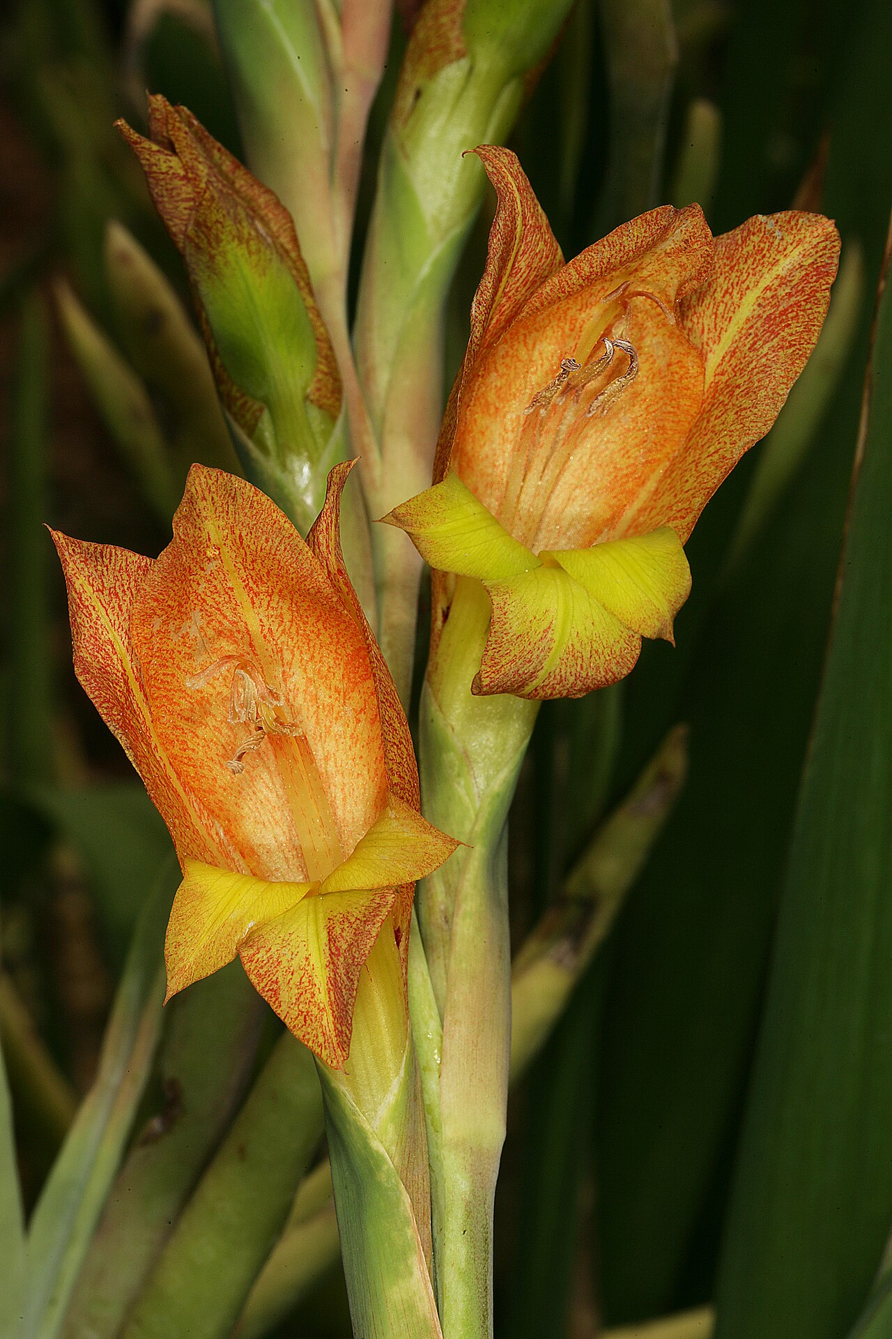Cornflag: Gladiolus dalenii , flowers; Pretoria National Botanical Garden, Pretoria, Gauteng, South Africa