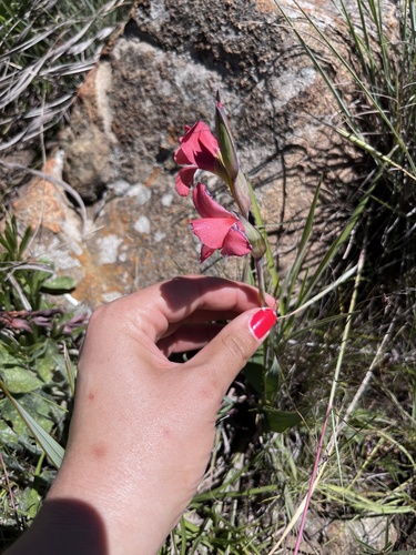 Sheathed gladiolus (Gladiolus ecklonii)