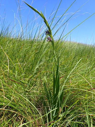Sheathed gladiolus (Gladiolus ecklonii)