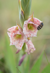 Sheathed gladiolus (Gladiolus ecklonii)