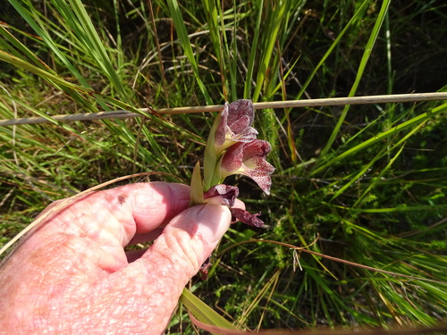 Sheathed gladiolus (Gladiolus ecklonii)