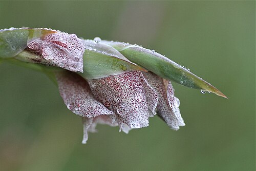 Sheathed gladiolus: South Africa, Vernon Crookes Nature Reserve