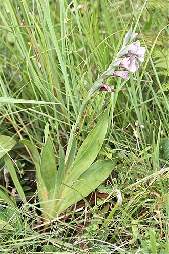 Sheathed gladiolus: South Africa, Vernon Crookes Nature Reserve