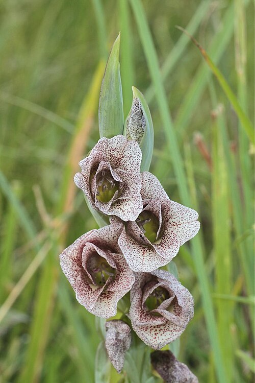 Sheathed gladiolus: South Africa, Vernon Crookes Nature Reserve