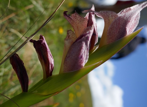 Sheathed gladiolus (Gladiolus ecklonii)