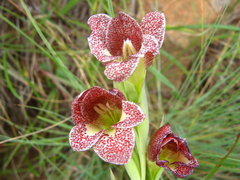 Sheathed gladiolus (Gladiolus ecklonii)