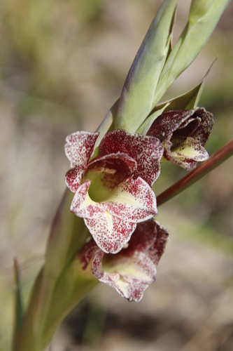 Sheathed gladiolus (Gladiolus ecklonii)