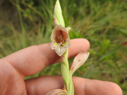 Gladiolus elliotii (Gladiolus elliotii)