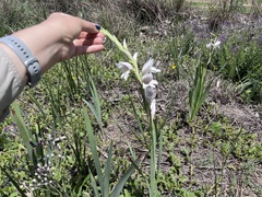Gladiolus elliotii (Gladiolus elliotii)