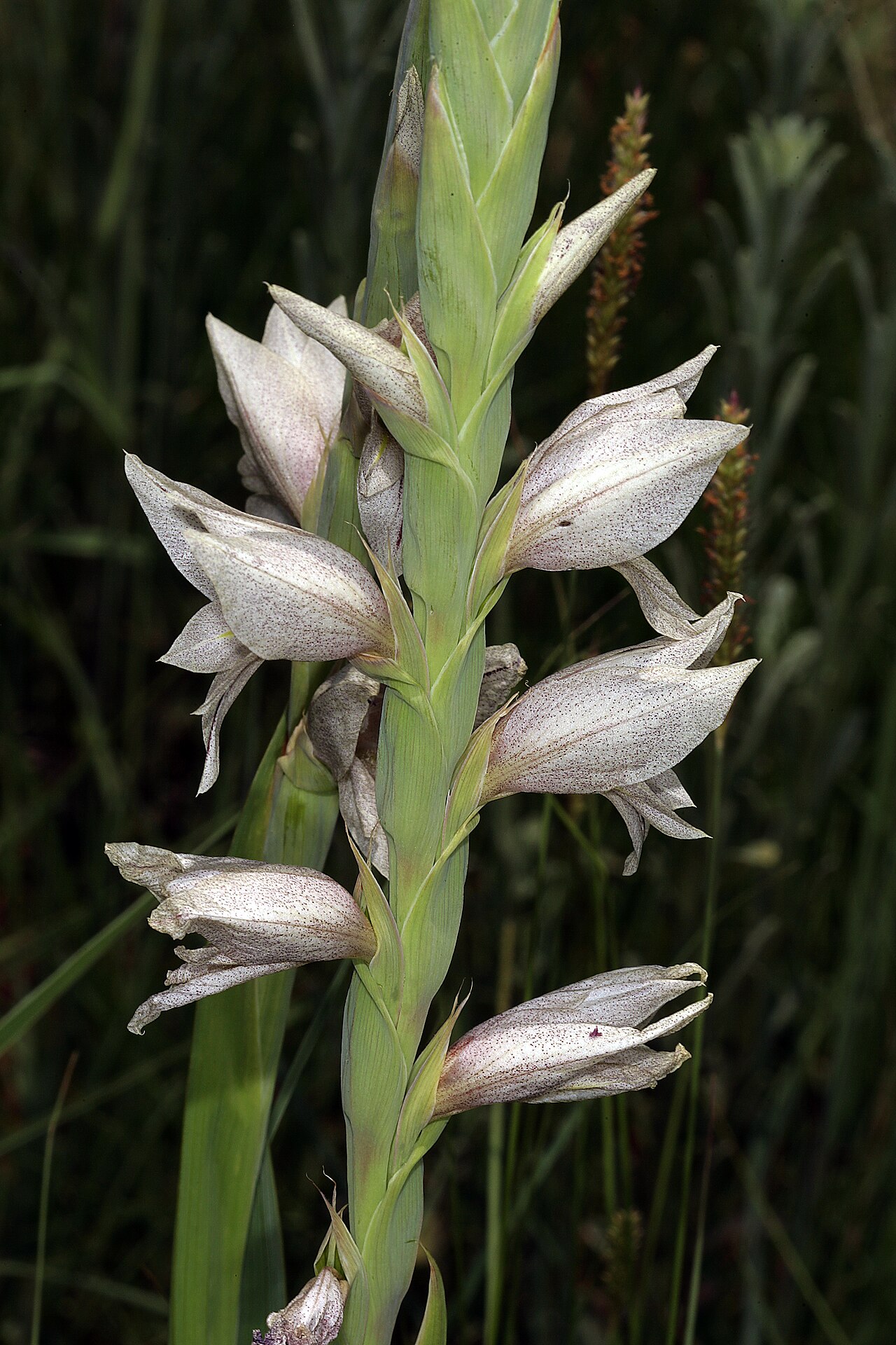 Gladiolus elliotii: Gladiolus elliotii , inflorescences; natural grassland, Pretoria National Botanical Garden, Pretoria, Gauteng, South Africa