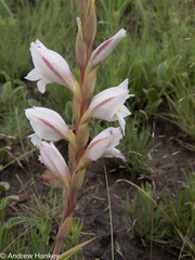 Gladiolus elliotii (Gladiolus elliotii)