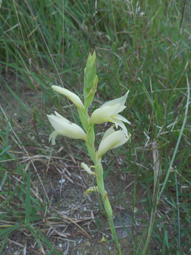 Gladiolus elliotii (Gladiolus elliotii)